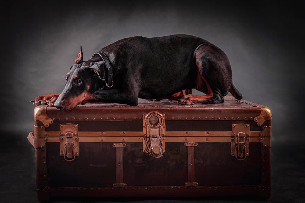 Elegant Doberman on Trunk by Noa Nick — canvas wall art