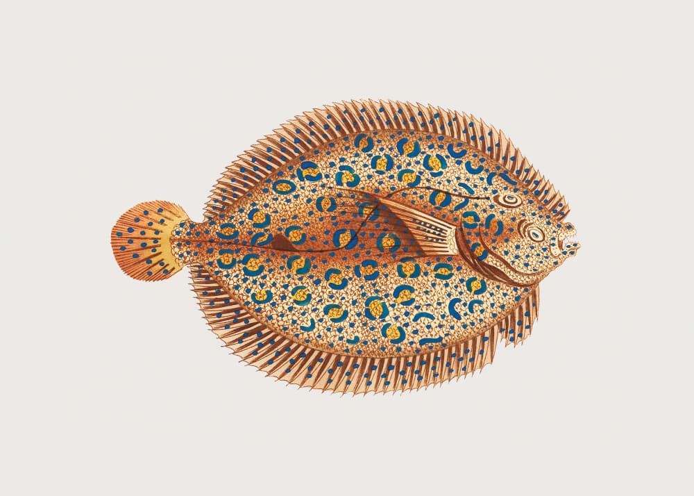 Argus Flounde by George Shaw — canvas wall art