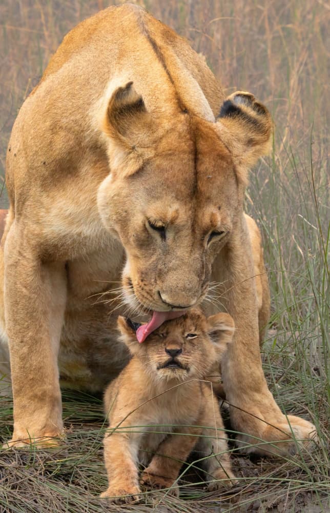 Lioness Loving Her Cub by MIN LI — canvas wall art