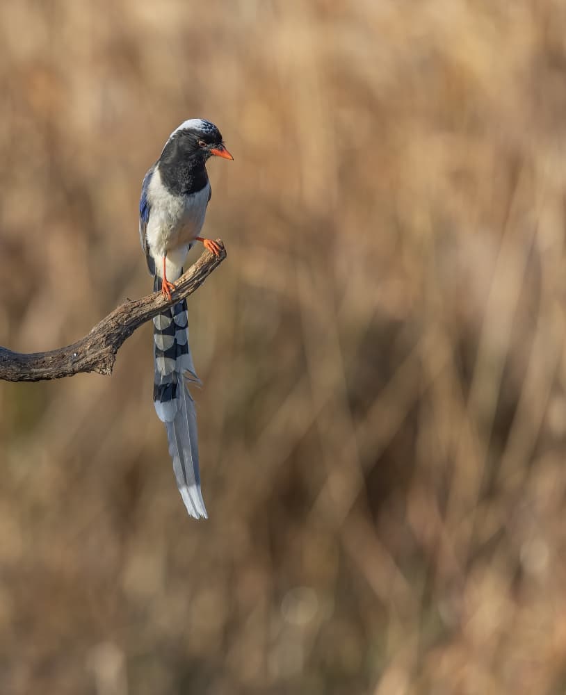 Long-Tailed Magpie Portrait by Judy Tseng — canvas wall art