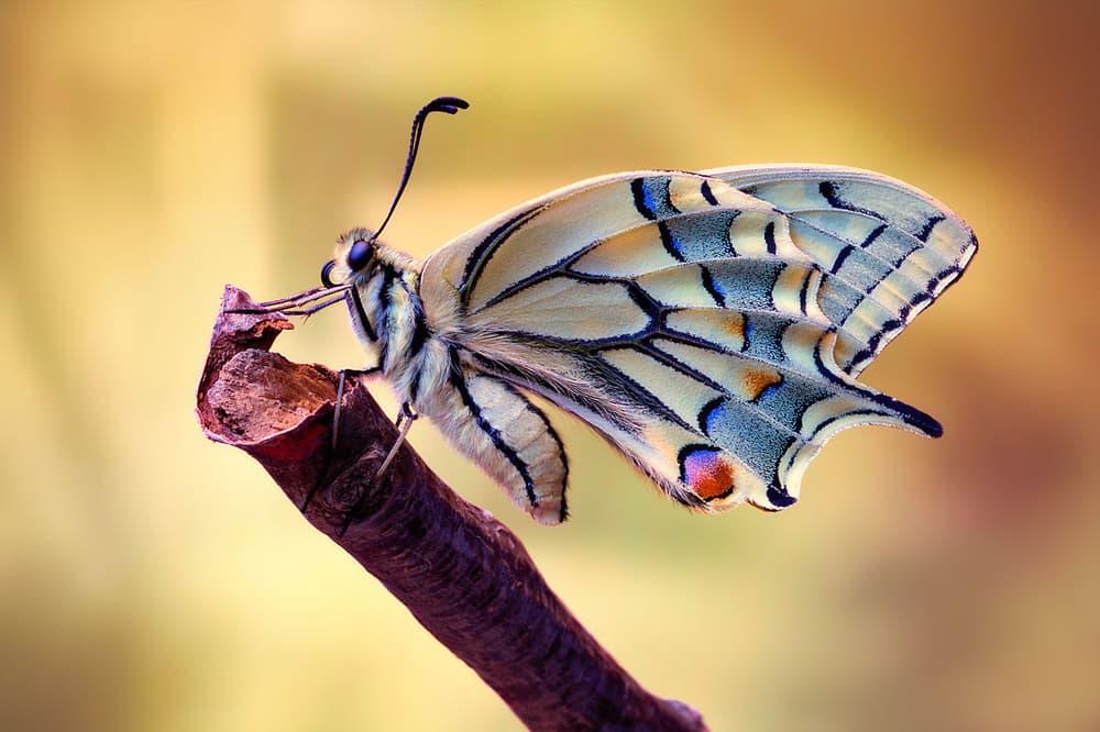 Vibrant Butterfly Wings by Jimmy Hoffman — canvas wall art