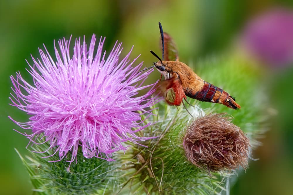 Hummingbird Moth on Thistle by Lucie Gagnon — canvas wall art