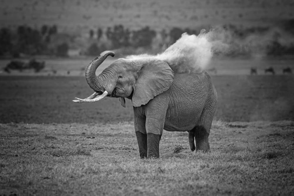 African Elephant Dusting by Jeffrey C. Sink — canvas wall art