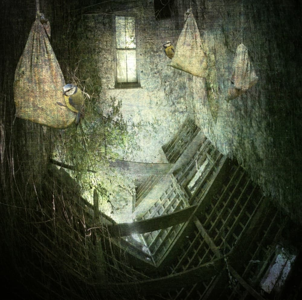 Overgrown Atrium Birds by Lucyna Łazarska ( Lucynda Lu ) — canvas wall art