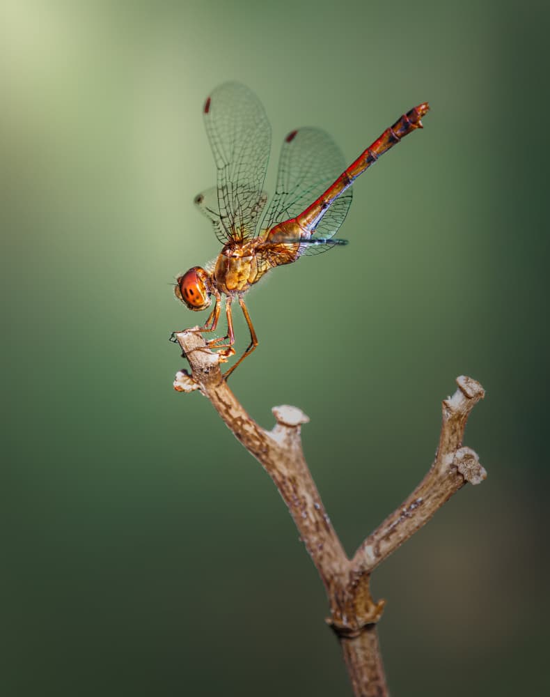 Vibrant Dragonfly Perch by Atul Saluja — canvas wall art