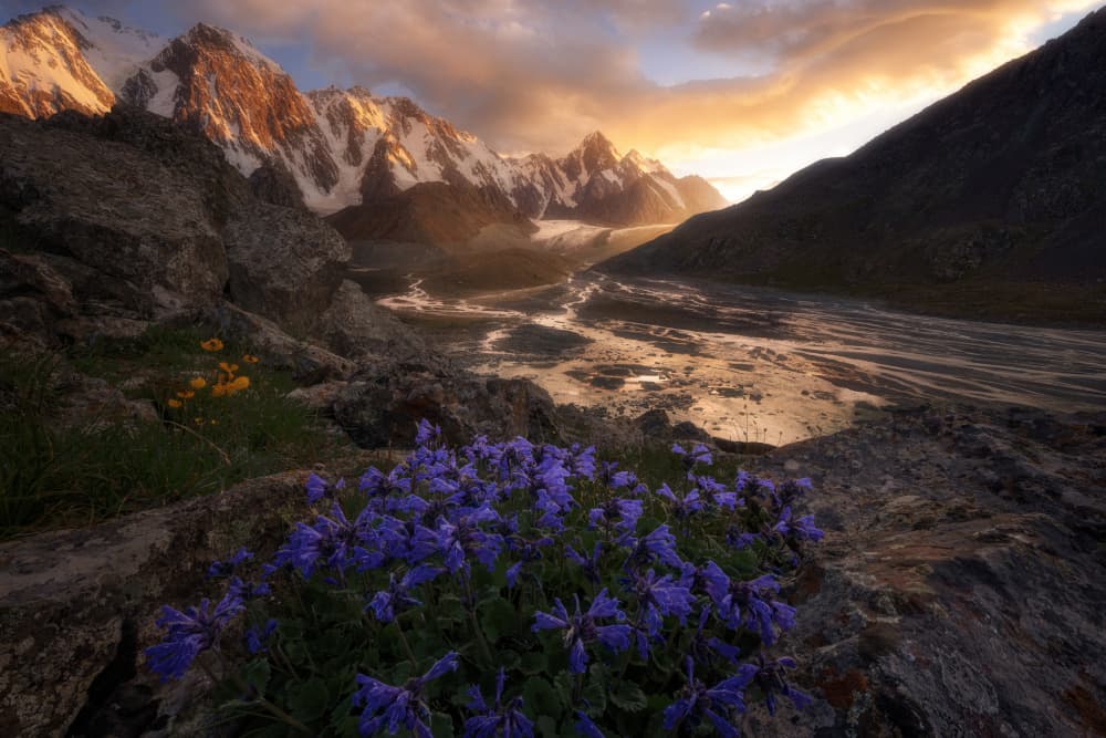 Purple Bloom Mountain Sunset by Damon Hao — canvas wall art