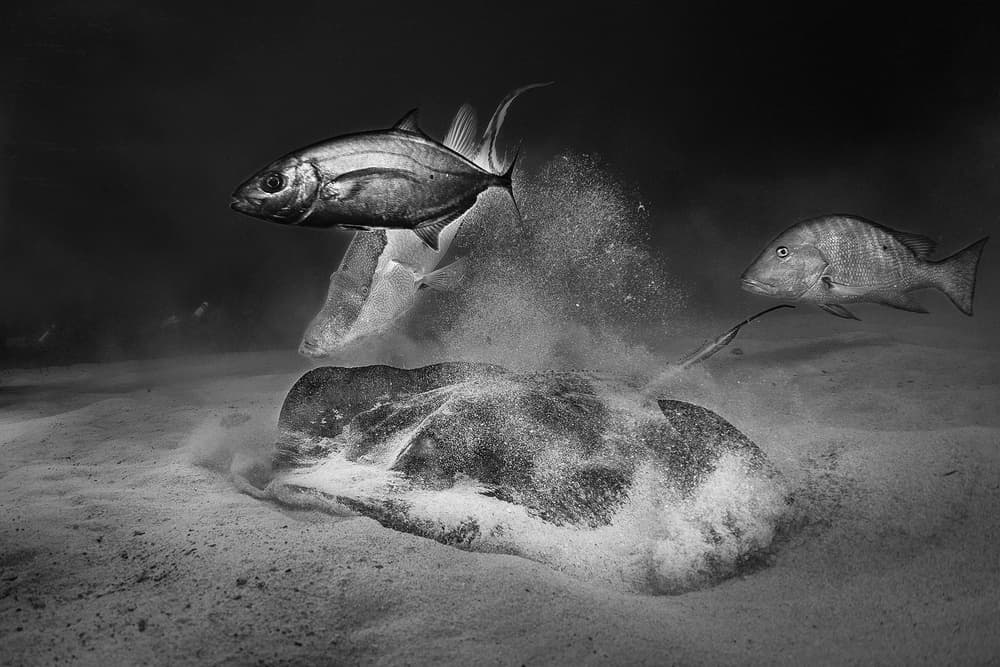 Underwater Stingray Hunt by Jennifer Lu — canvas wall art