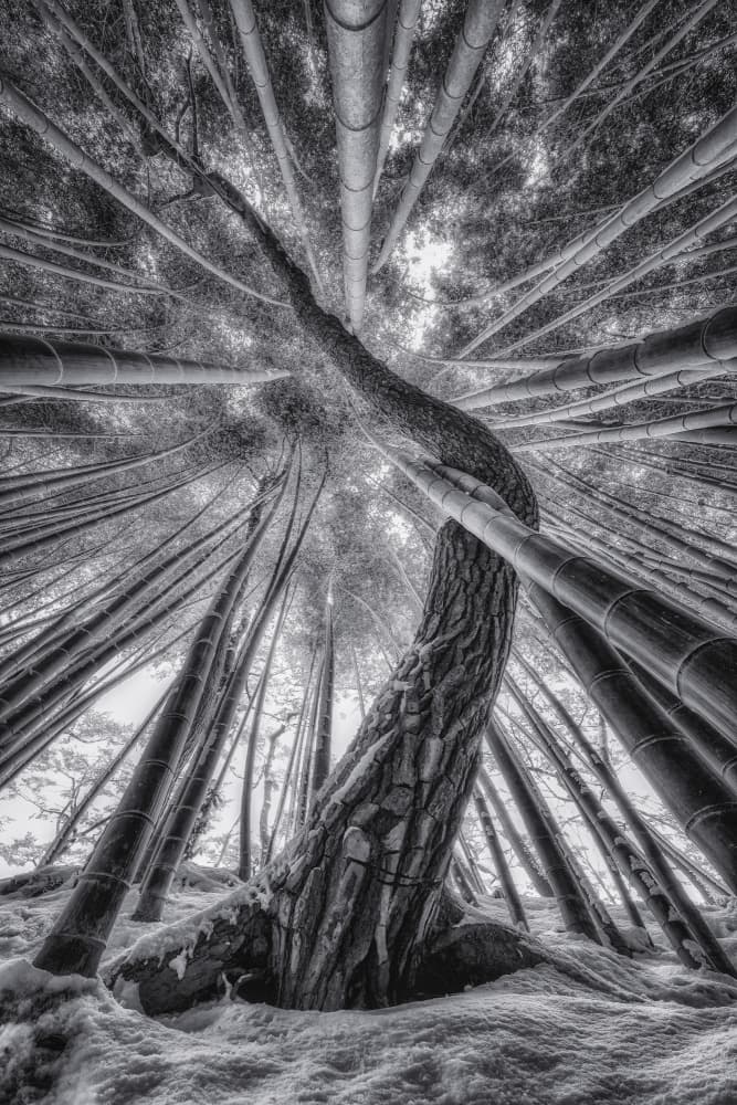 Winter Bamboo Forest by Tiger Seo — canvas wall art