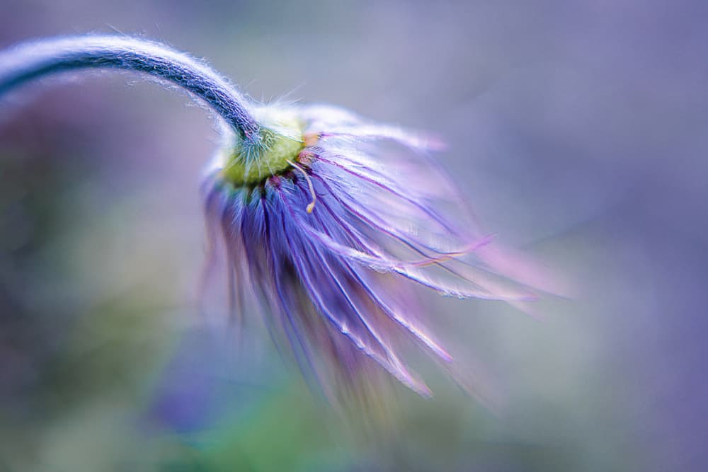 Delicate Lavender Bloom by Ulrike Eisenmann — canvas wall art