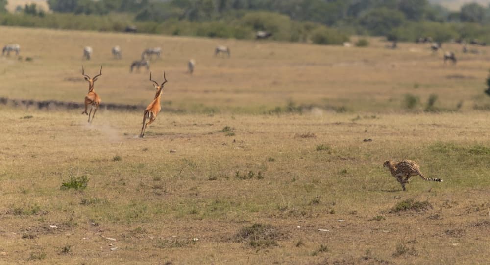 Cheetah Chasing Impalas by Massimo Mei — canvas wall art