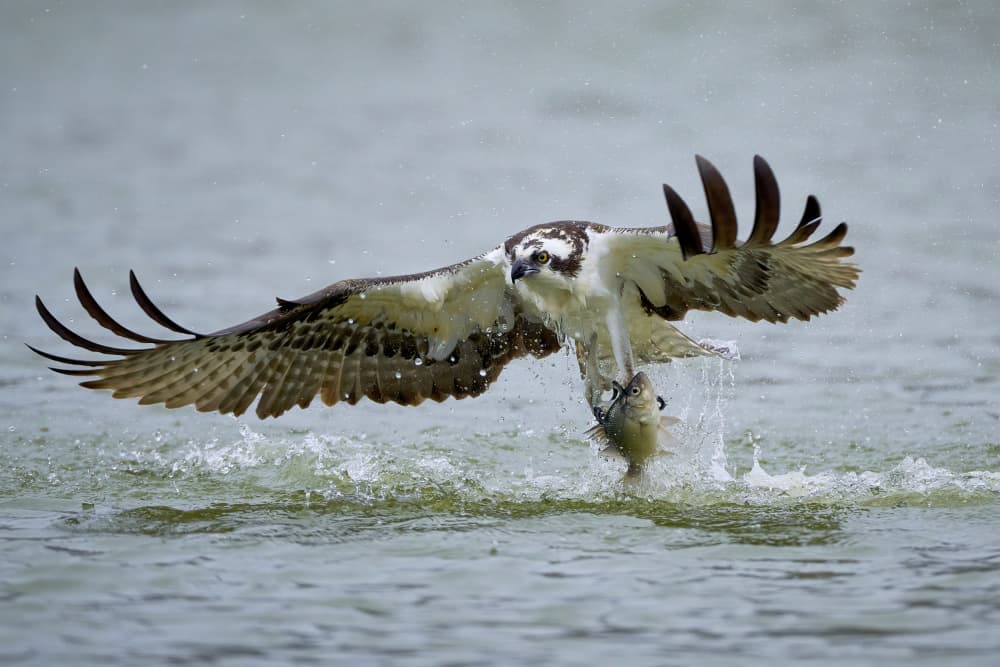 Osprey Catches Fish by Johnny Chen — canvas wall art