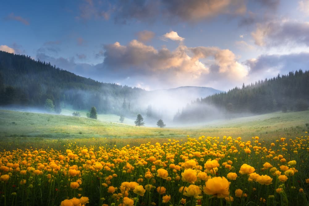Misty Mountain Flowers by Alexander Alexandrov — canvas wall art