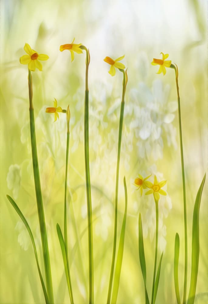 Soft Yellow Daffodils by Hilda van der Lee — canvas wall art