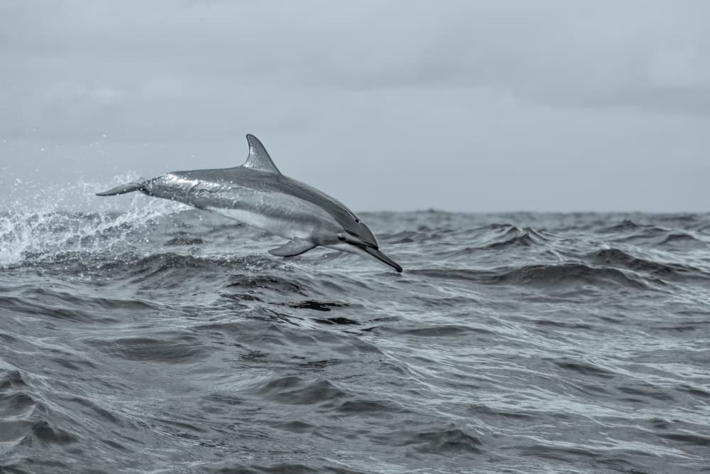 Wild Dolphin Leap by Serge Melesan — canvas wall art