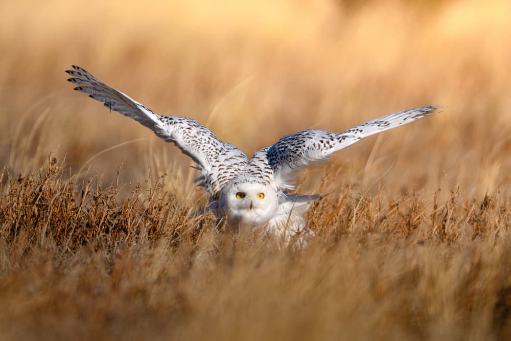 Watchful Snowy Owl by Johnny Chen — canvas wall art