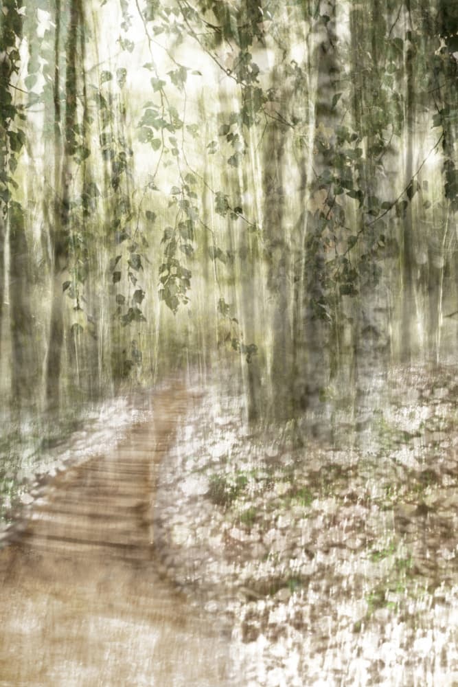 Dreamy Forest Path by Christina Sillen — canvas wall art