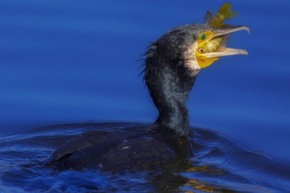 Cormorant's Fish Catch by David Manusevich — canvas wall art