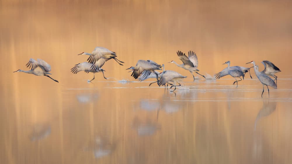 Cranes in Golden Light by Qing Zhao — canvas wall art