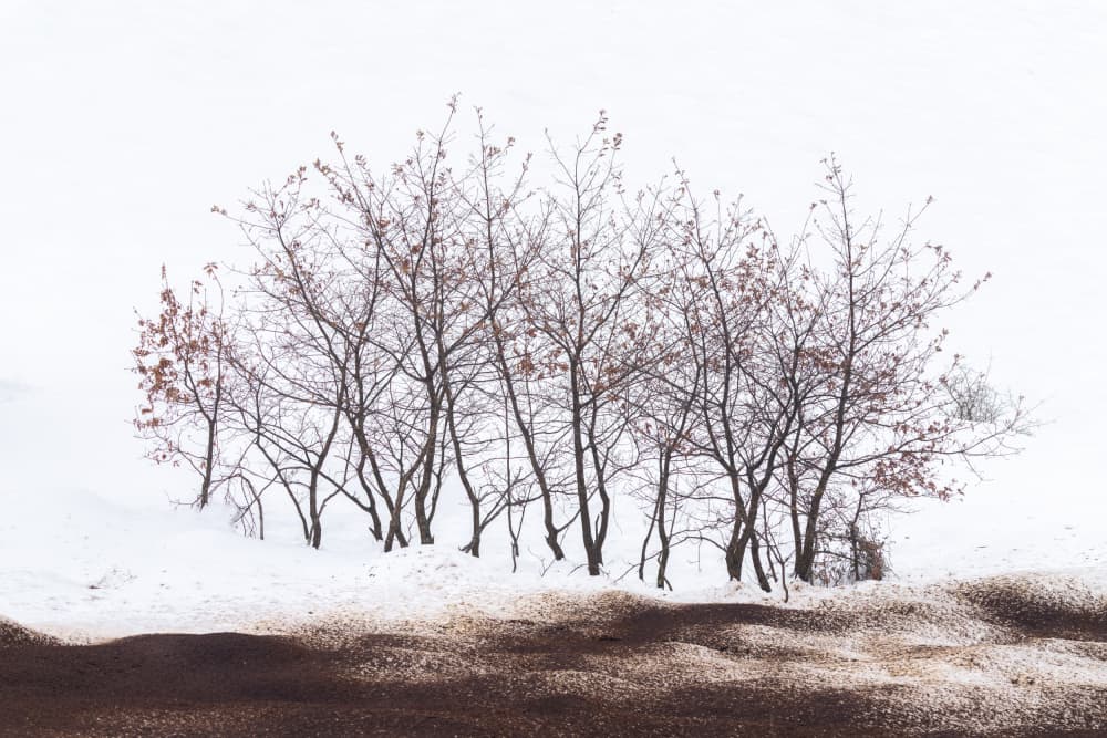 Stark Winter Trees by Jesus Concepcion Alvarado — canvas wall art