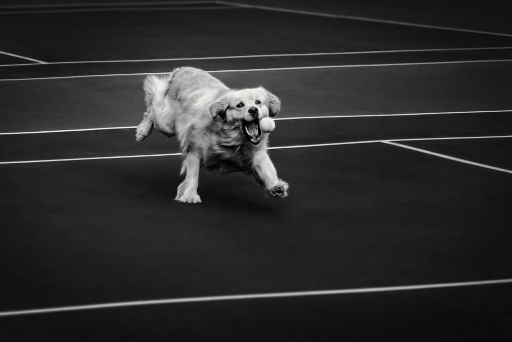 Golden Retriever Tennis Dash by Xiaohong Zhang — canvas wall art