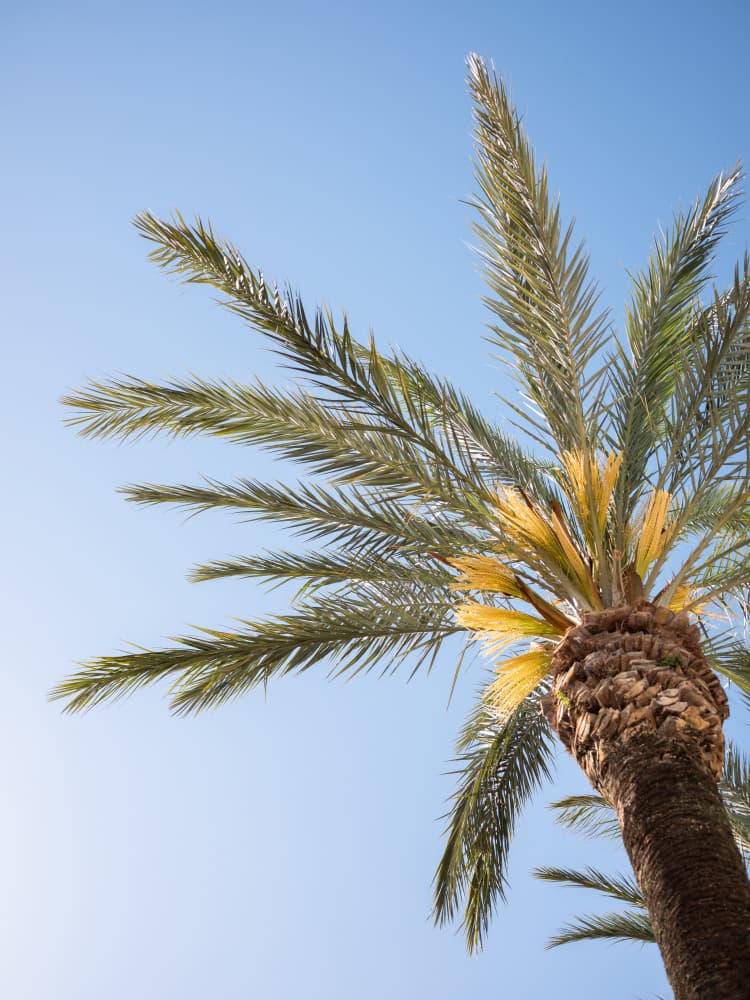 Vejer de La Frontera Palm Tree by Raisa Zwart — canvas wall art
