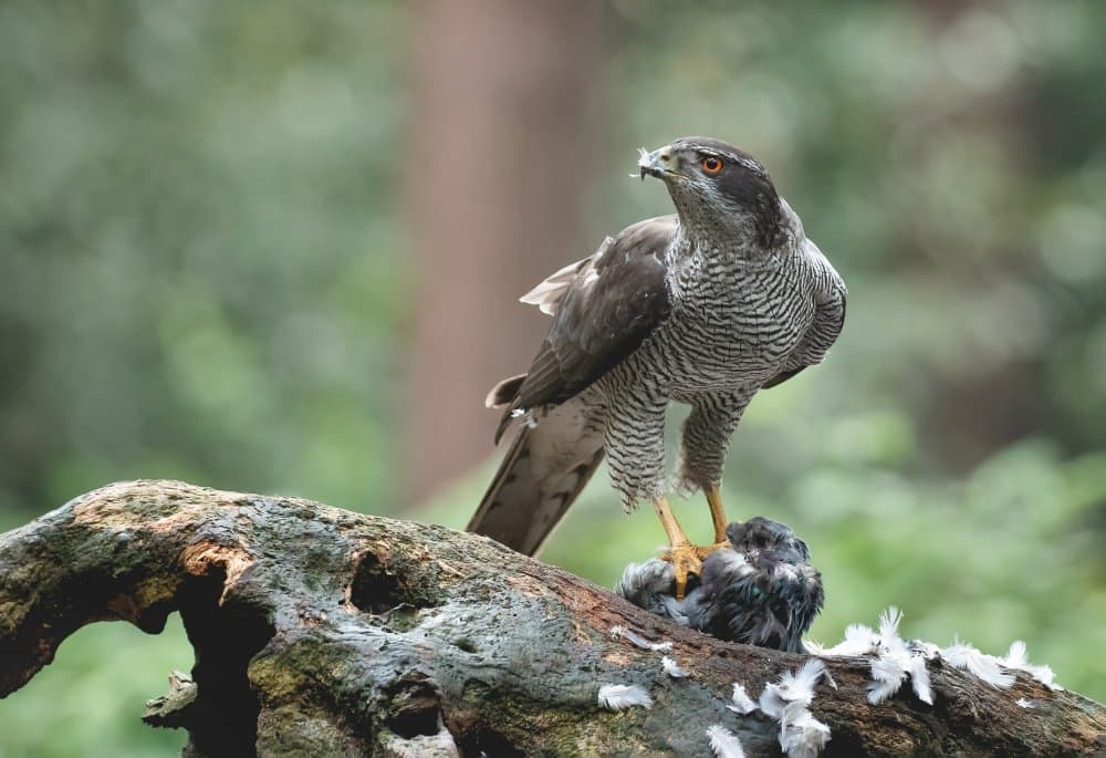 Goshawk With Prey by Jan van der Linden — canvas wall art