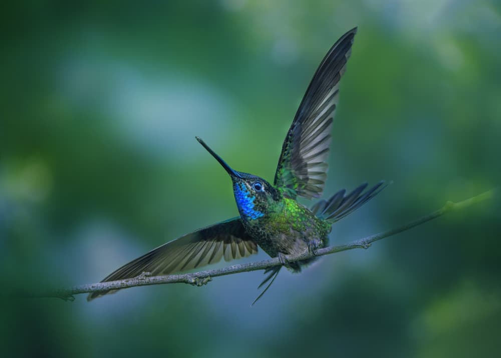 Vibrant Hummingbird Landing by Qing Zhao — canvas wall art