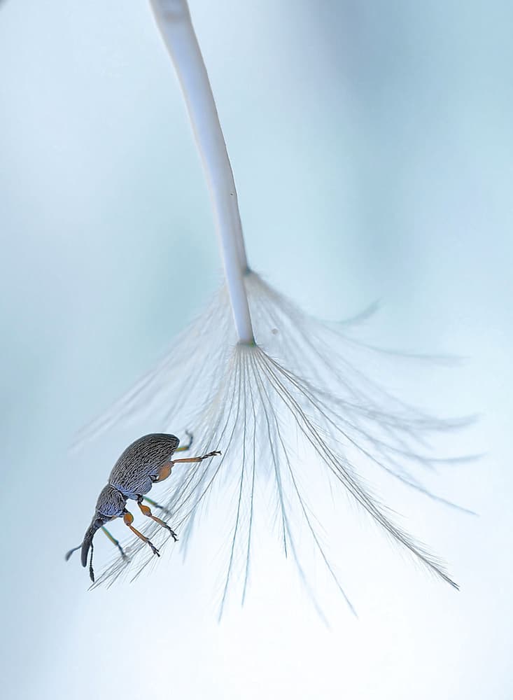 Beetle On Dandelion Feather by Thierry Dufour — canvas wall art