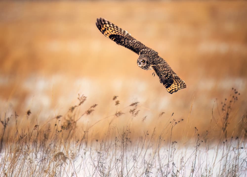 Short-Eared Owl in Flight by Hanping Xiao — canvas wall art