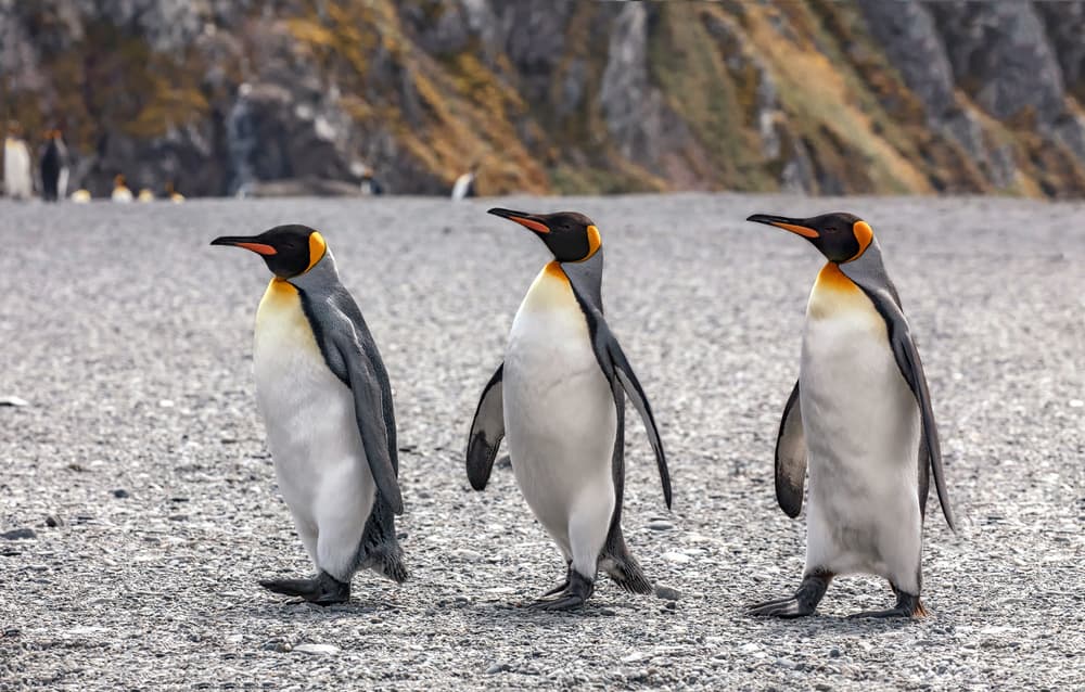 Majestic Penguin Stroll by Siyu_Wei APA — canvas wall art