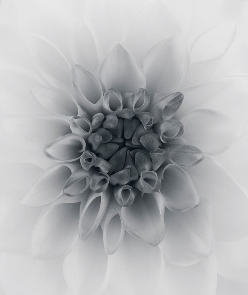 Elegant Dahlia Bloom by Lotte Grønkjær — canvas wall art