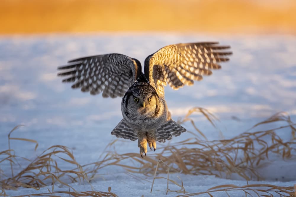 Golden Hour Owl Flight by Max Wang — canvas wall art