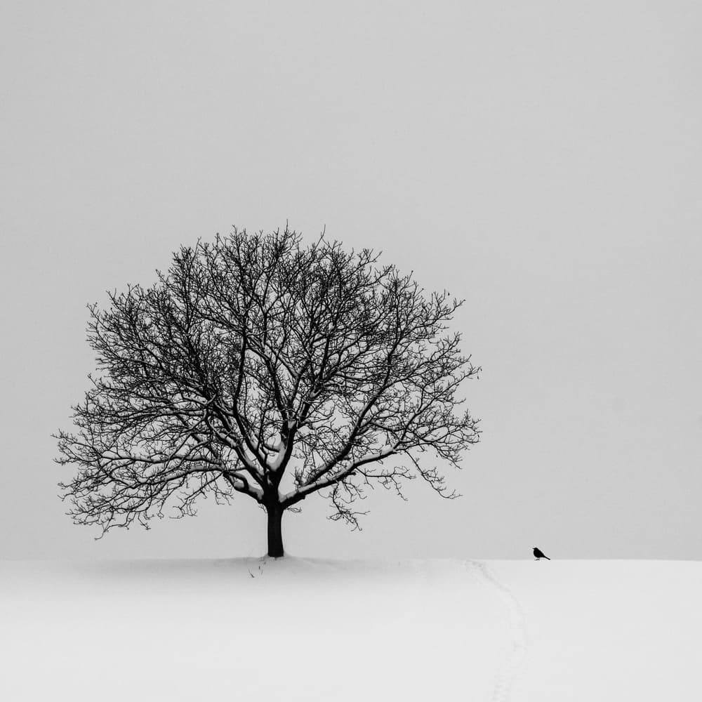 Winter Tree And Bird by Renate Wasinger — canvas wall art