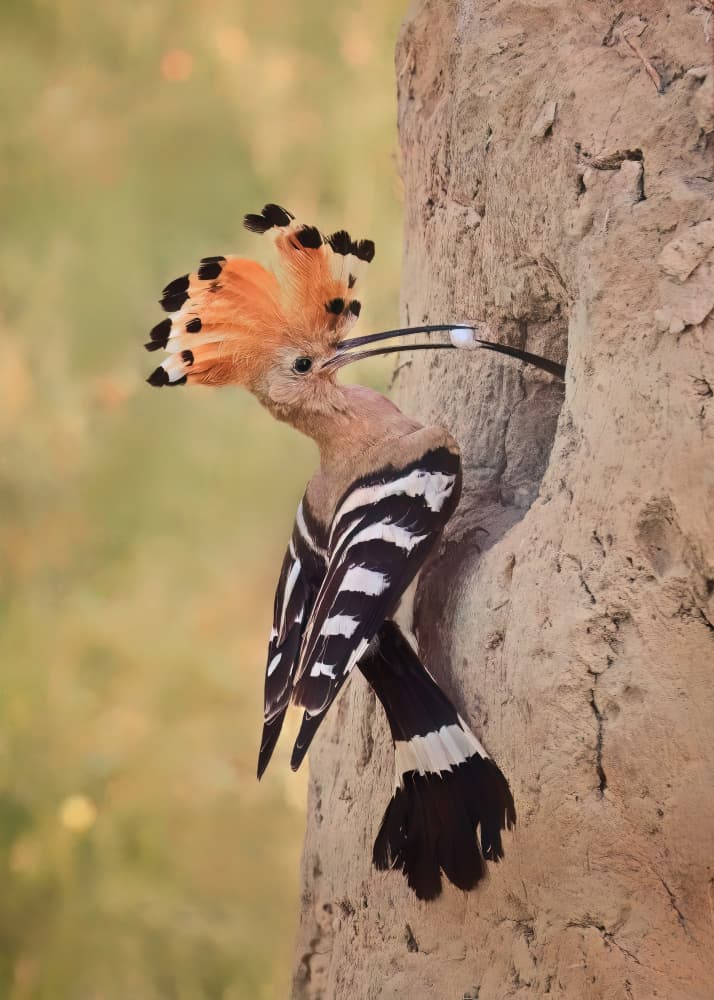 Vibrant Hoopoe Feeding by Wei Xu — canvas wall art