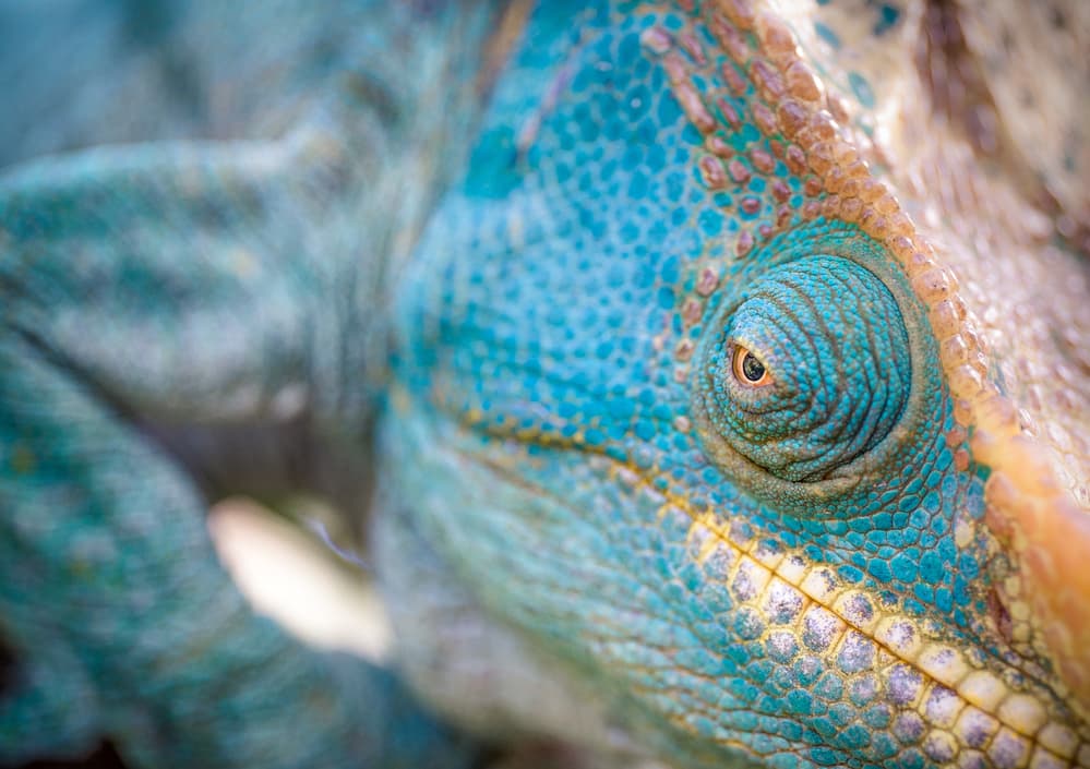 Blue Chameleon Eye by Marco Tagliarino — canvas wall art