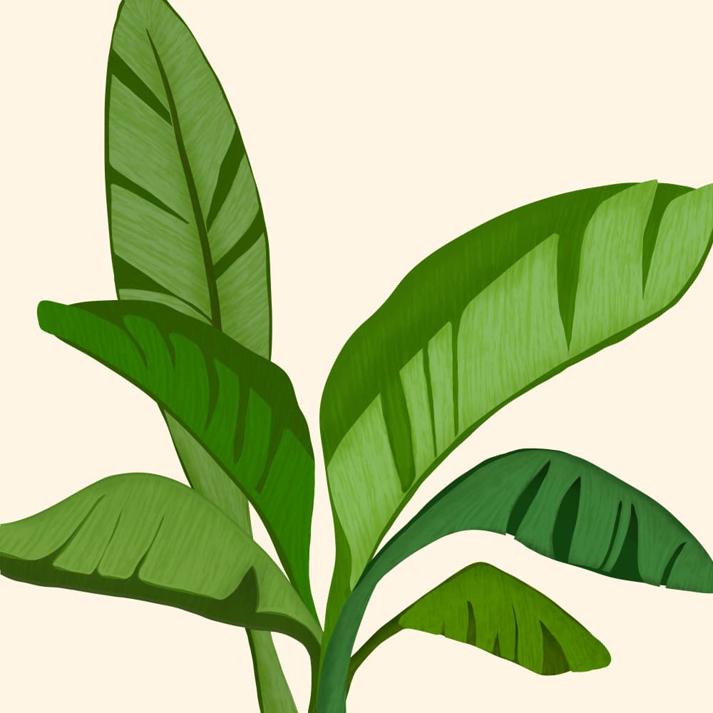 Tropical Banana Leaves by Kristian Gallagher — canvas wall art
