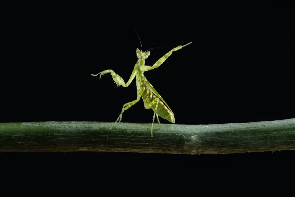 Dancing Praying Mantis by Sally Widjaja — canvas wall art