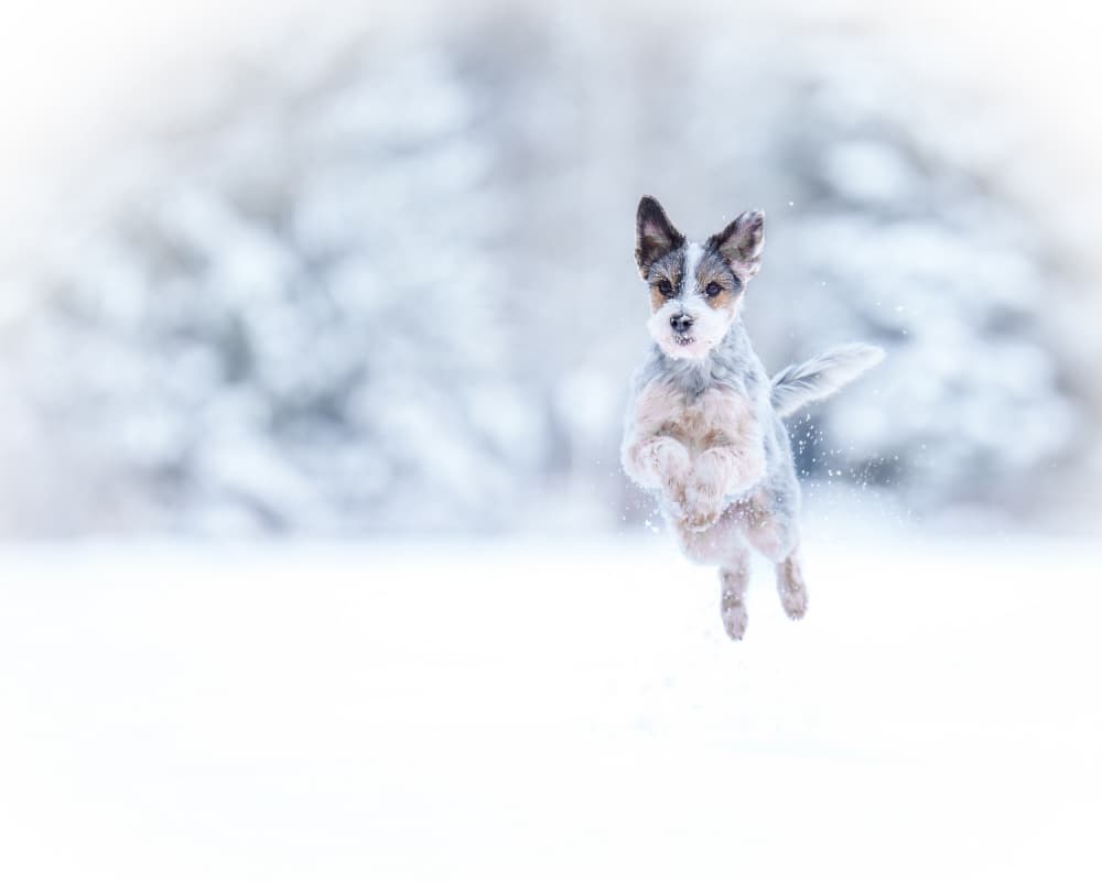 Jumping Winter Dog by Christiane Heggemann — canvas wall art