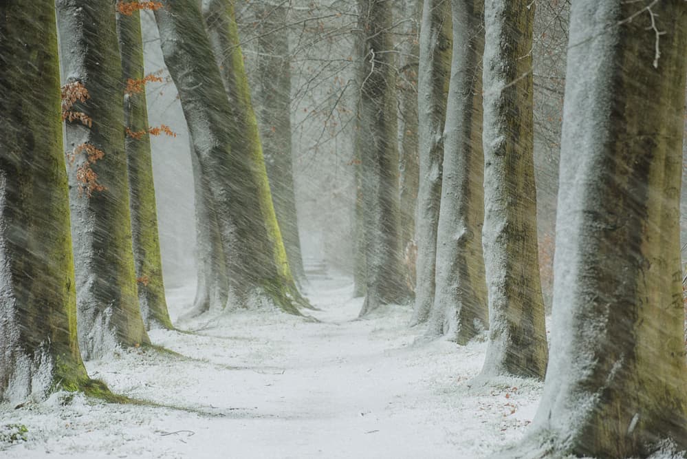 Peaceful Snowy Forest Path by Saskia Dingemans — canvas wall art