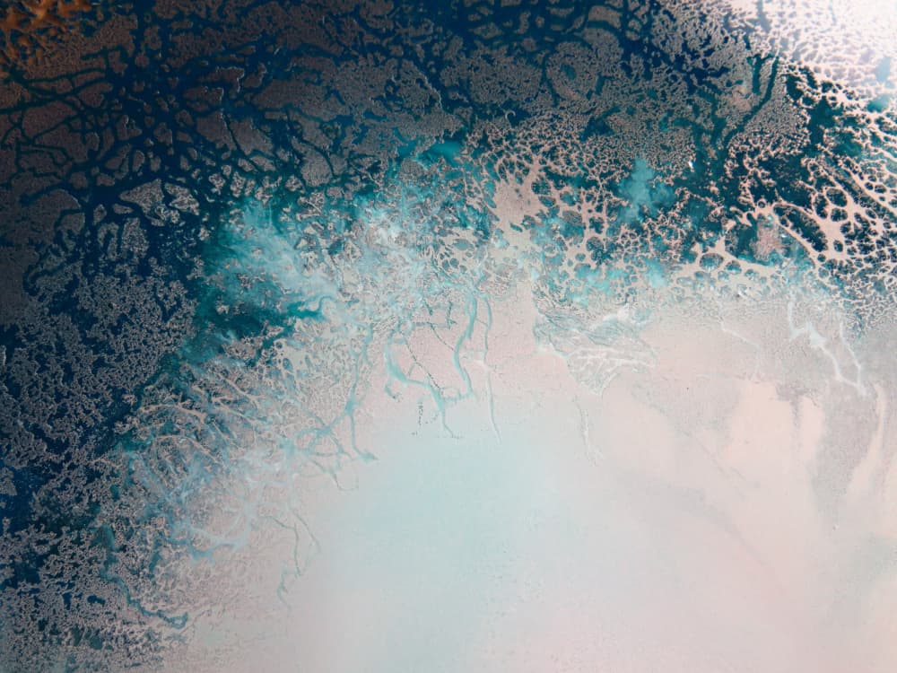 Flourish by Petra Meikle de Vlas — canvas wall art