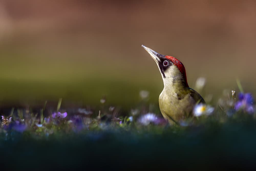 Green Woodpecker In Grass by Marco Redaelli — canvas wall art