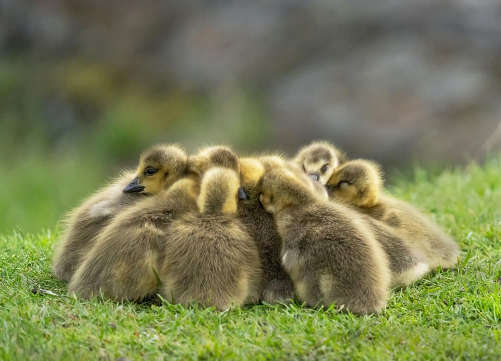 Cute Goslings Huddle by Allan Wallberg — canvas wall art
