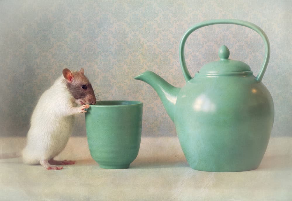 Curious Rat Tea Moment by Ellen van Deelen — canvas wall art
