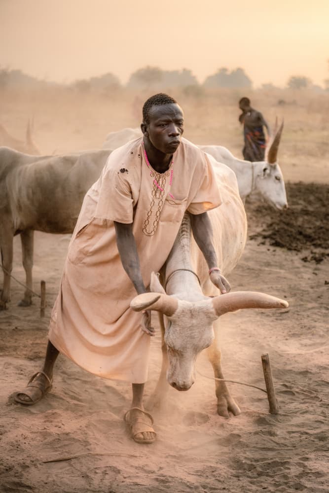 African Man and Ox by Trevor Cole — canvas wall art