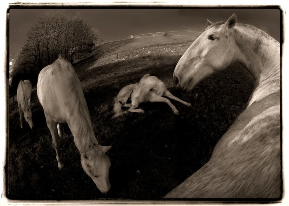 Sepia Horses Countryside by Milan Malovrh — canvas wall art