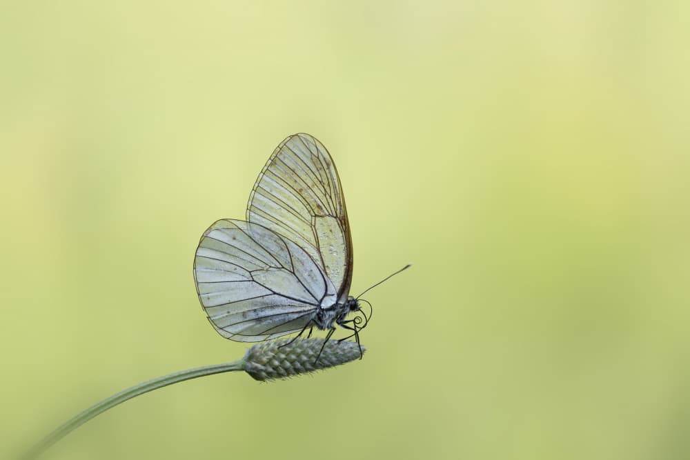 Delicate White Butterfly by Fabrizio Daminelli — canvas wall art