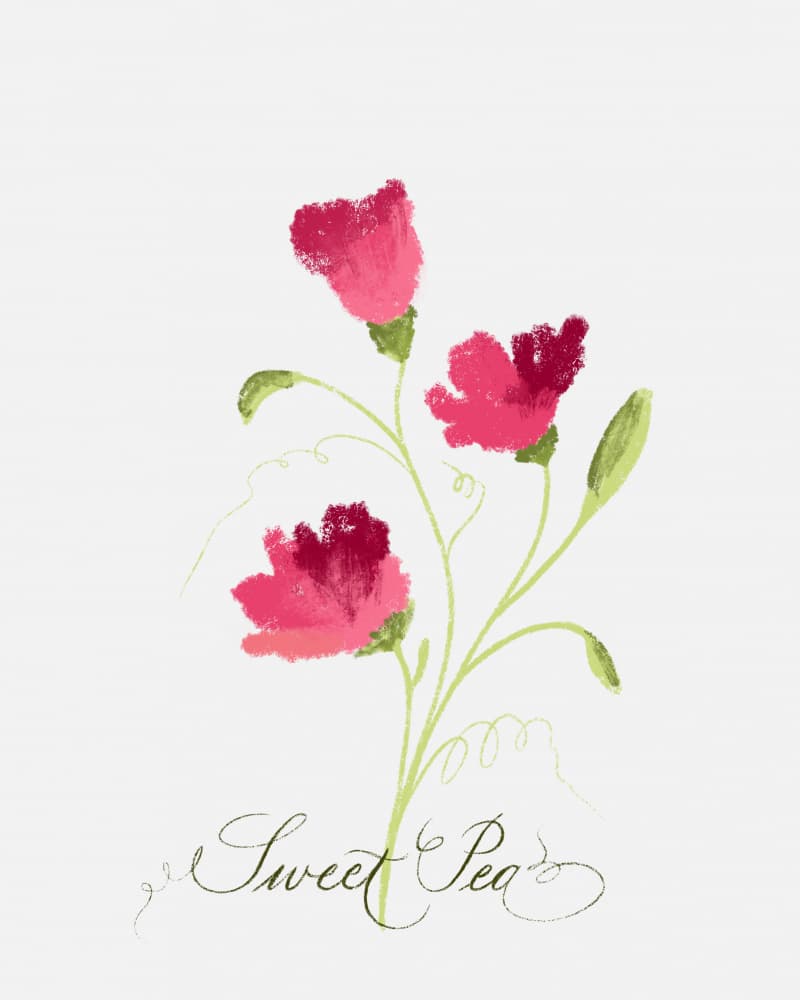Delicate Sweet Peas by Sonia Pal — canvas wall art
