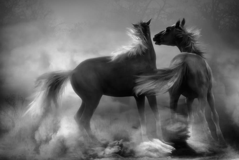 Wild Horses in Mist by Charlaine Gerber — canvas wall art