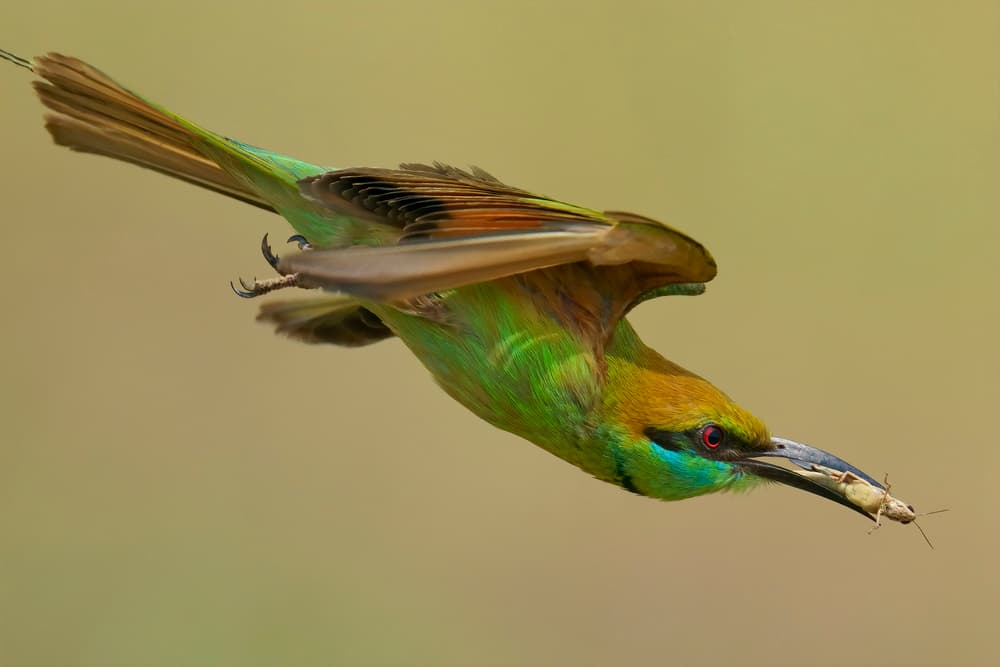 Flying Green Bee-eater by Phat Dao Tan — canvas wall art