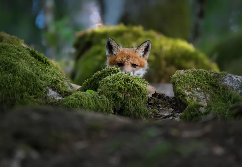 Curious Forest Fox by Christian Lindsten — canvas wall art